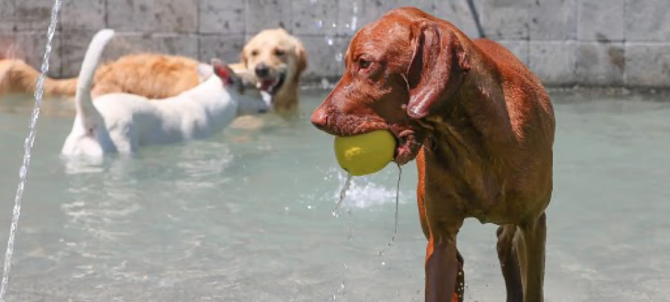 Dog with ball in pool at Folsom Dog Resort